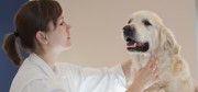 Dierenwelzijnsles